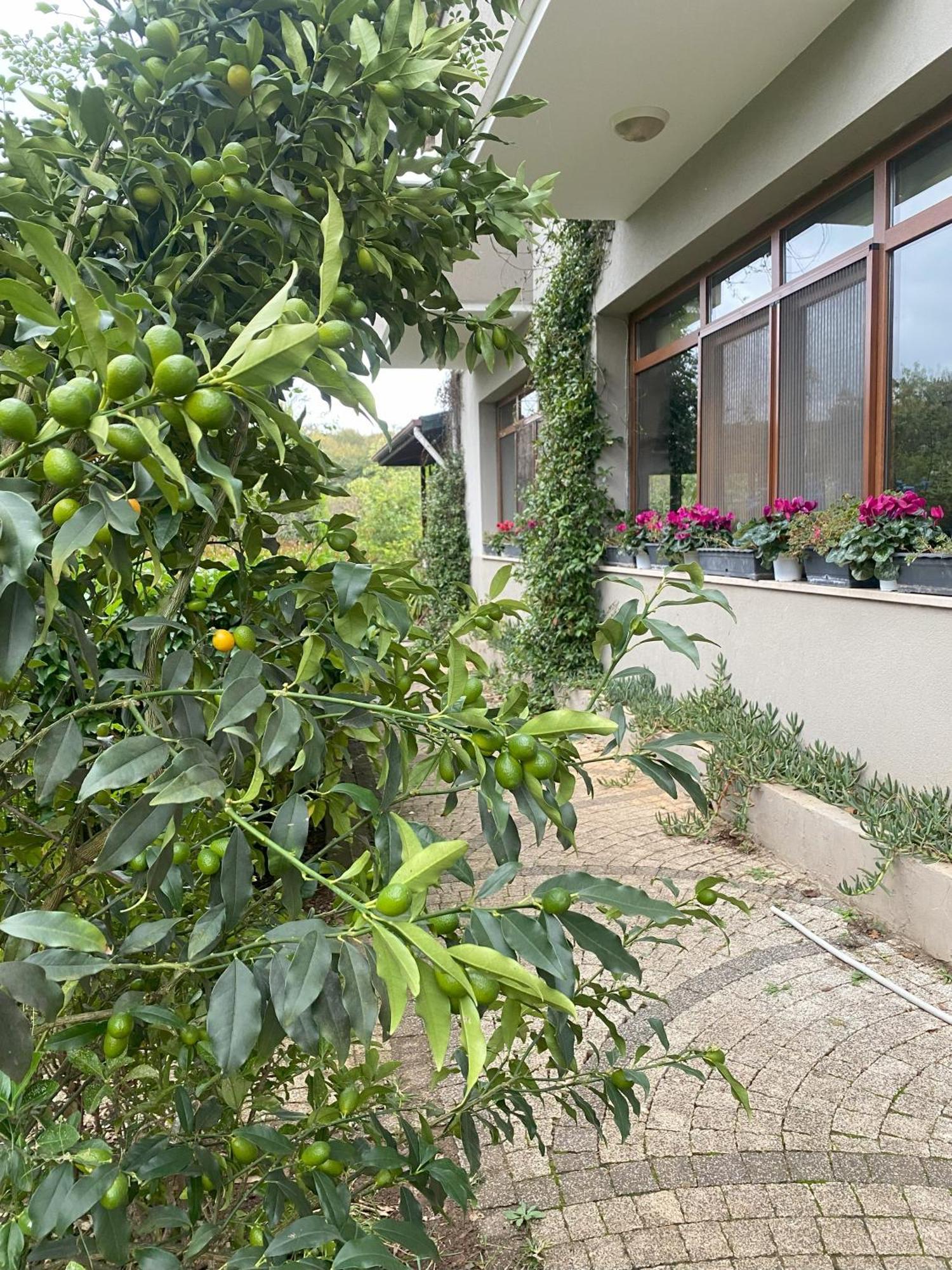 Kerpe Diem Otel Εξωτερικό φωτογραφία